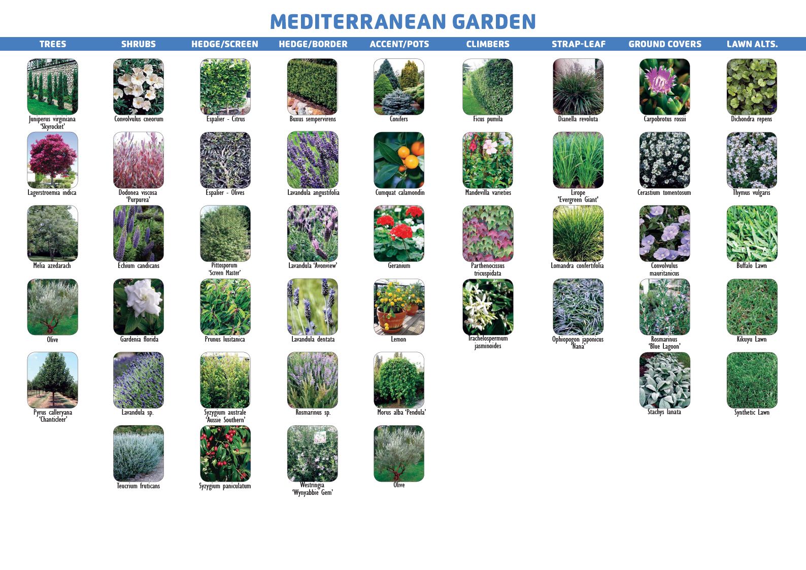 Mediterranean Garden