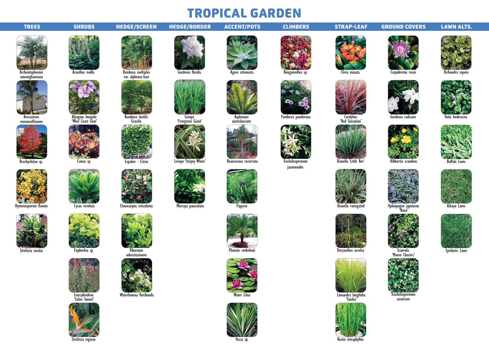 Tropical Garden